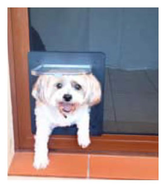 Pet door fly screen Safe Haven Security Doors
